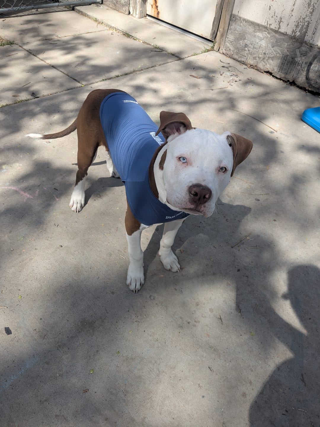 Customer photo review of Sunblock Dog T-Shirt - Navy Blue