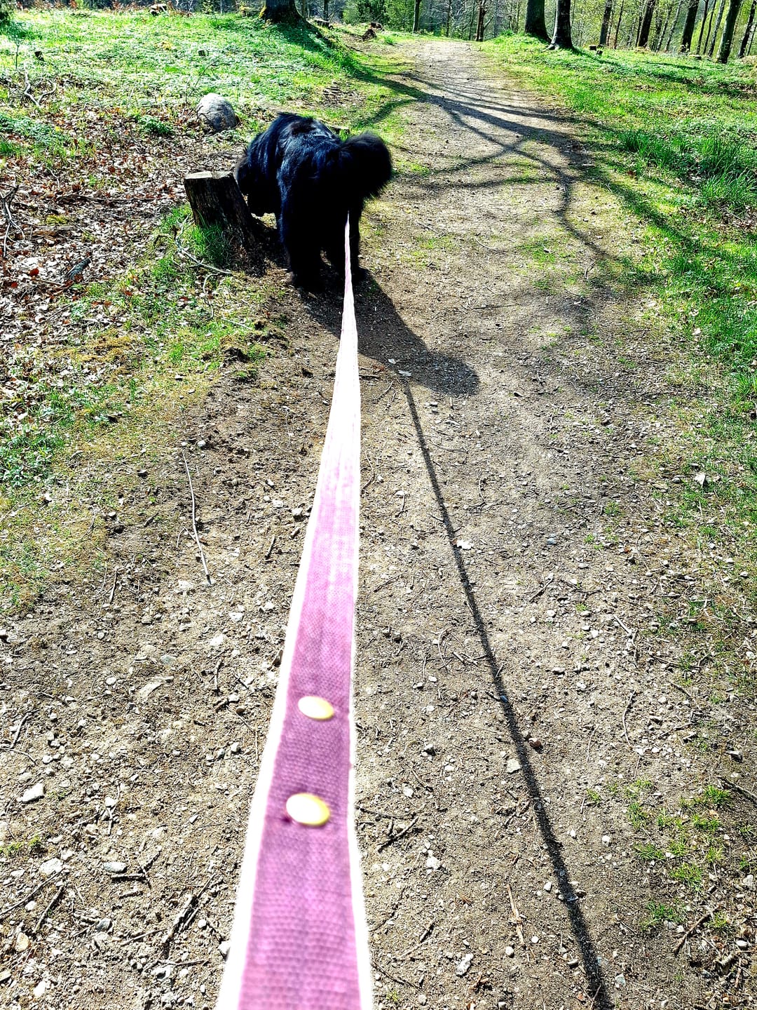 Customer photo review of Walk Leash Golden Plum - Säkert nylonkoppel i olika längder
