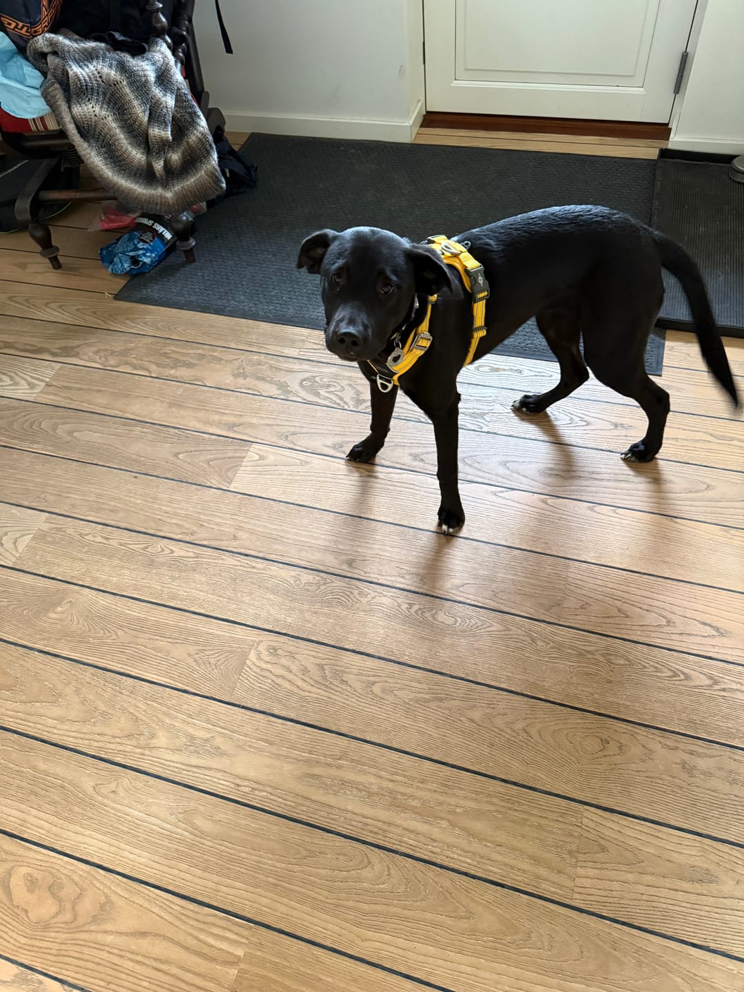 Customer photo review of Dog Copenhagen Walk Air™ hundesele Lemon