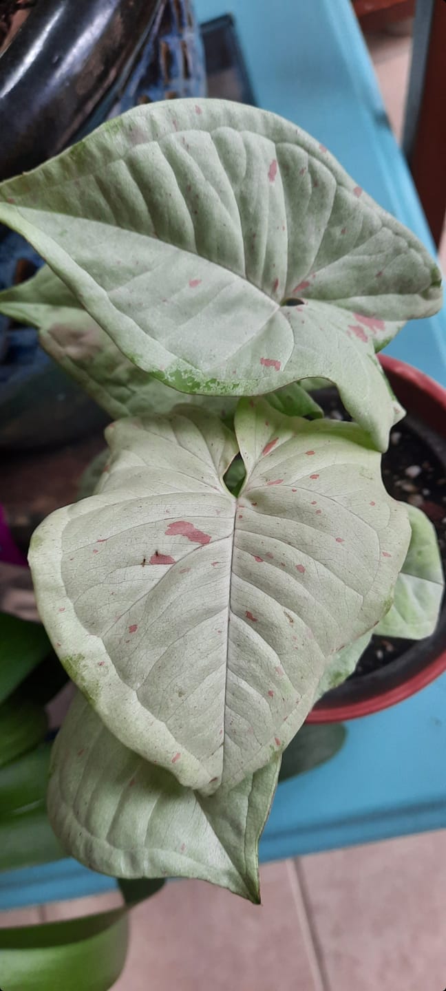 Customer photo review of Syngonium podophyllum 'Milk Confetti'
