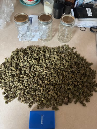 Customer photo review of Cheap THCA Flower Pound