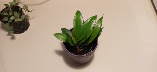 Customer photo review of Hoya pubicalyx 'Splash'