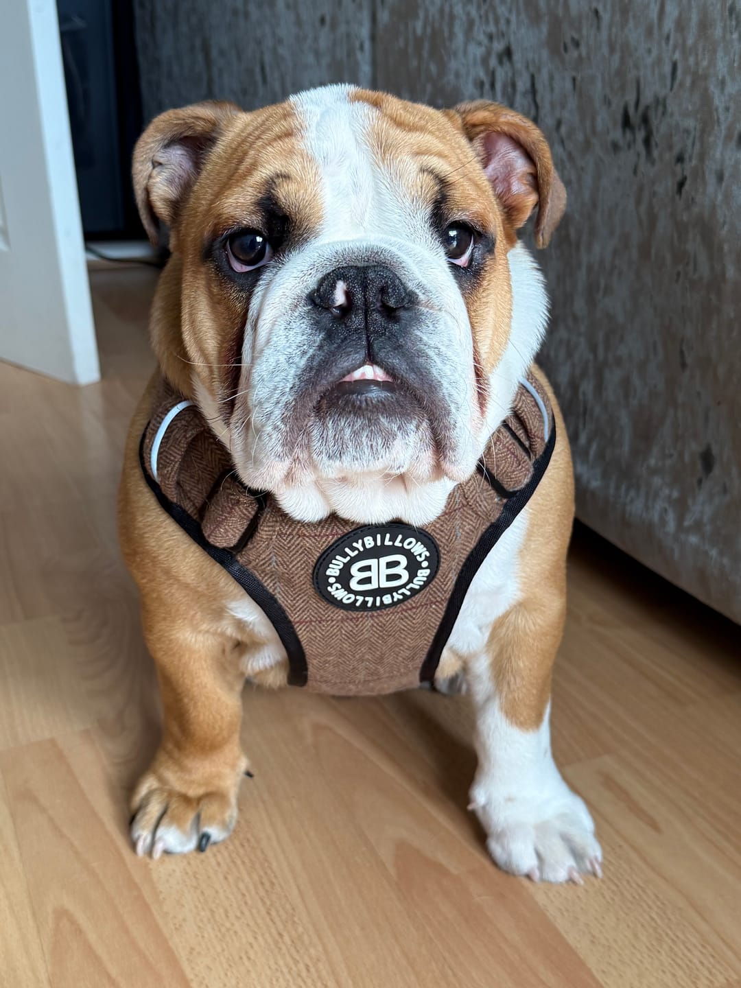 Customer photo review of Premium Comfort Herringbone Harness | Non Restrictive - Classic Tan