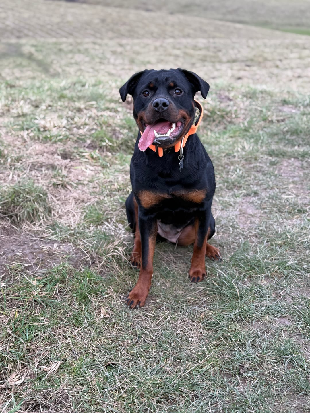 Customer photo review of 5cm Slip on Collar | Foam Padded - Orange