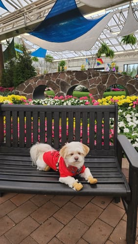 Customer photo review of WagWellies® Mojave