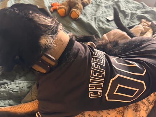 Customer photo review of Custom Black Black-Gray Classic Style Dog Jersey
