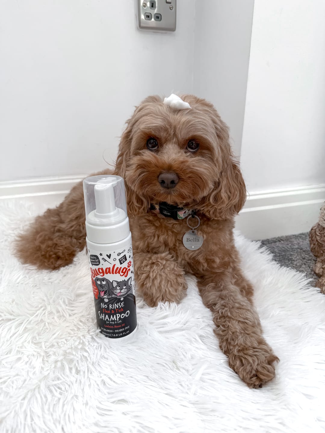 Customer photo review of Flea & Tick No Rinse Shampoo for Dogs & Cats