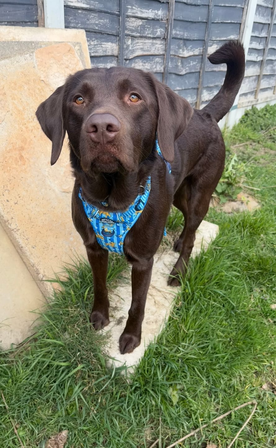 Customer photo review of Disney© Tough Trails™ Harness - Simba