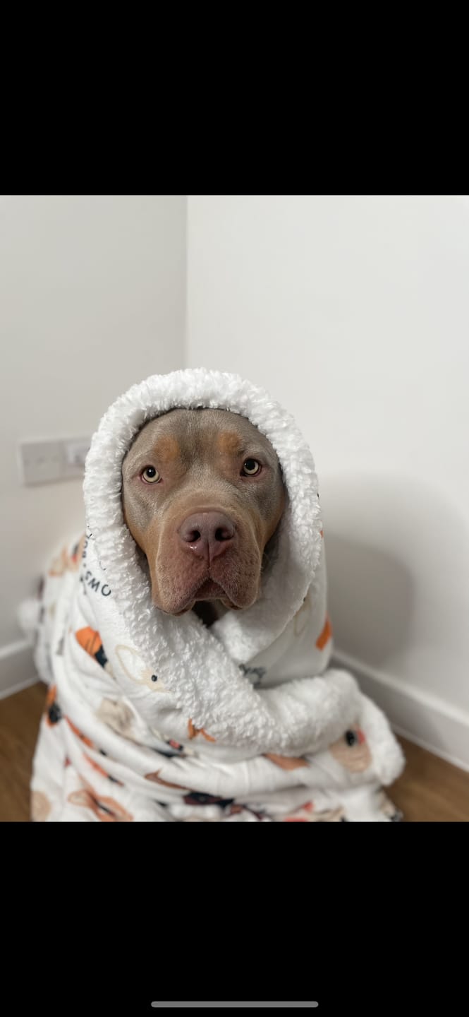 Customer photo review of Luxury Dog & Human Blanket