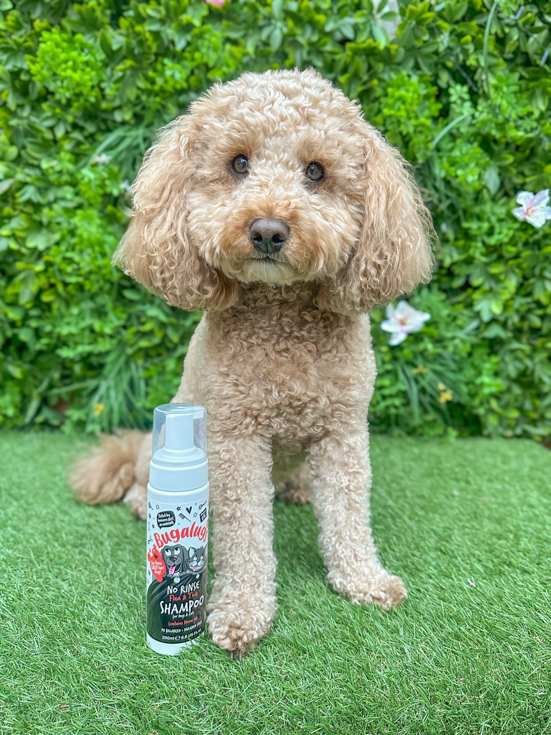 Customer photo review of Flea & Tick No Rinse Shampoo for Dogs & Cats
