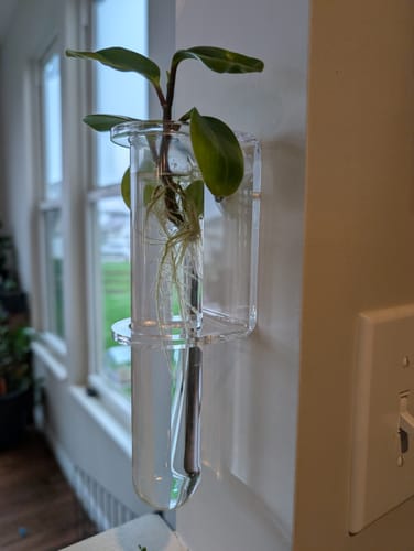 Customer photo review of Essential Propagation Planter