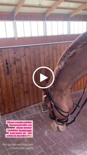 Customer video review of Lack Edition - Harmonybridle- gebisslose Trense