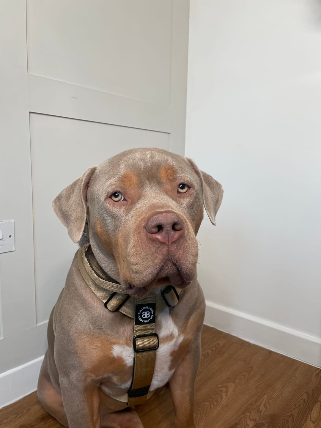 Customer photo review of Training Anti Pull TRI-Harness® | M-XL Breeds - Tan
