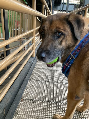 Customer photo review of Galliprant®