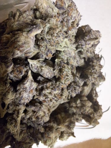 Customer photo review of Northern Lights - Exotic Smalls