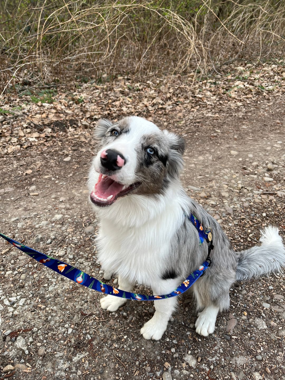 Customer photo review of Szelki guard "Cute Forest" - czarne okucia