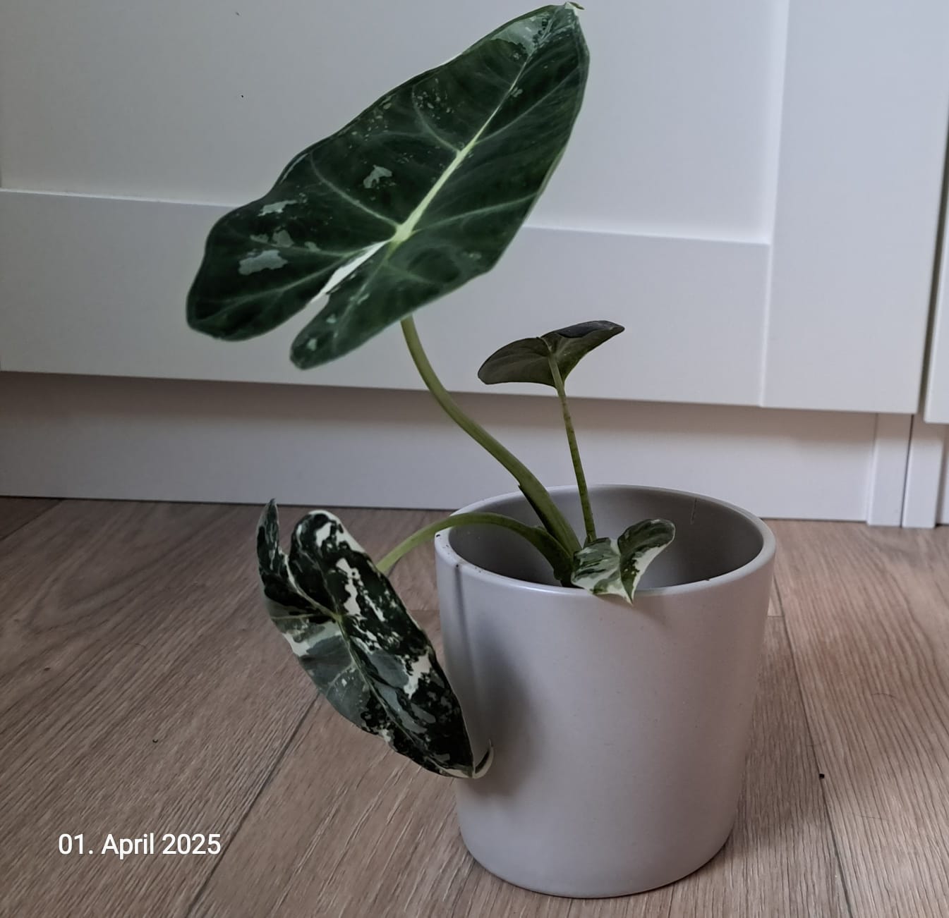 Customer photo review of ALOCASIA FRYDEK VARIEGATA