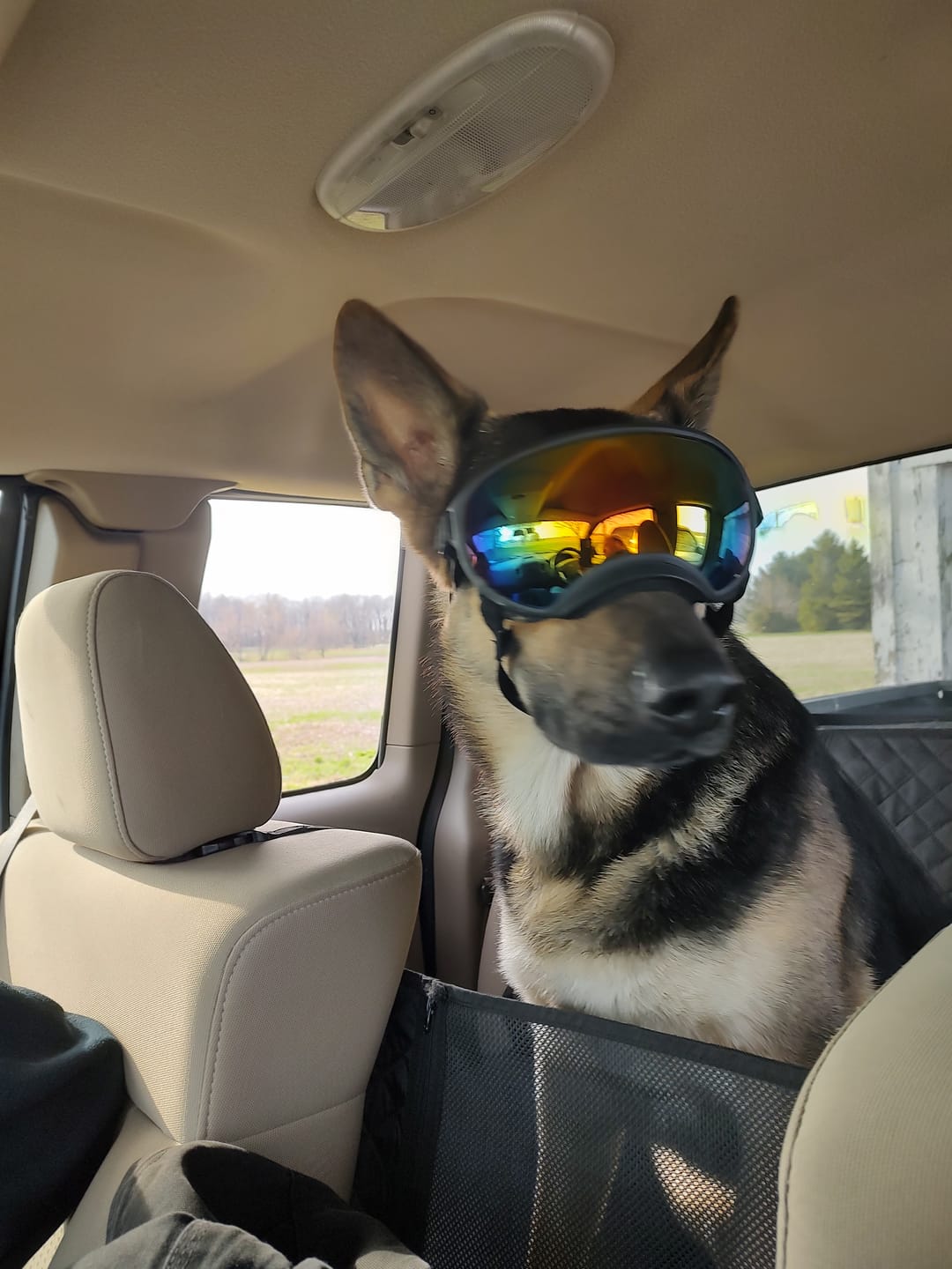 Customer photo review of Adjustable Dog Goggles (Doggles)