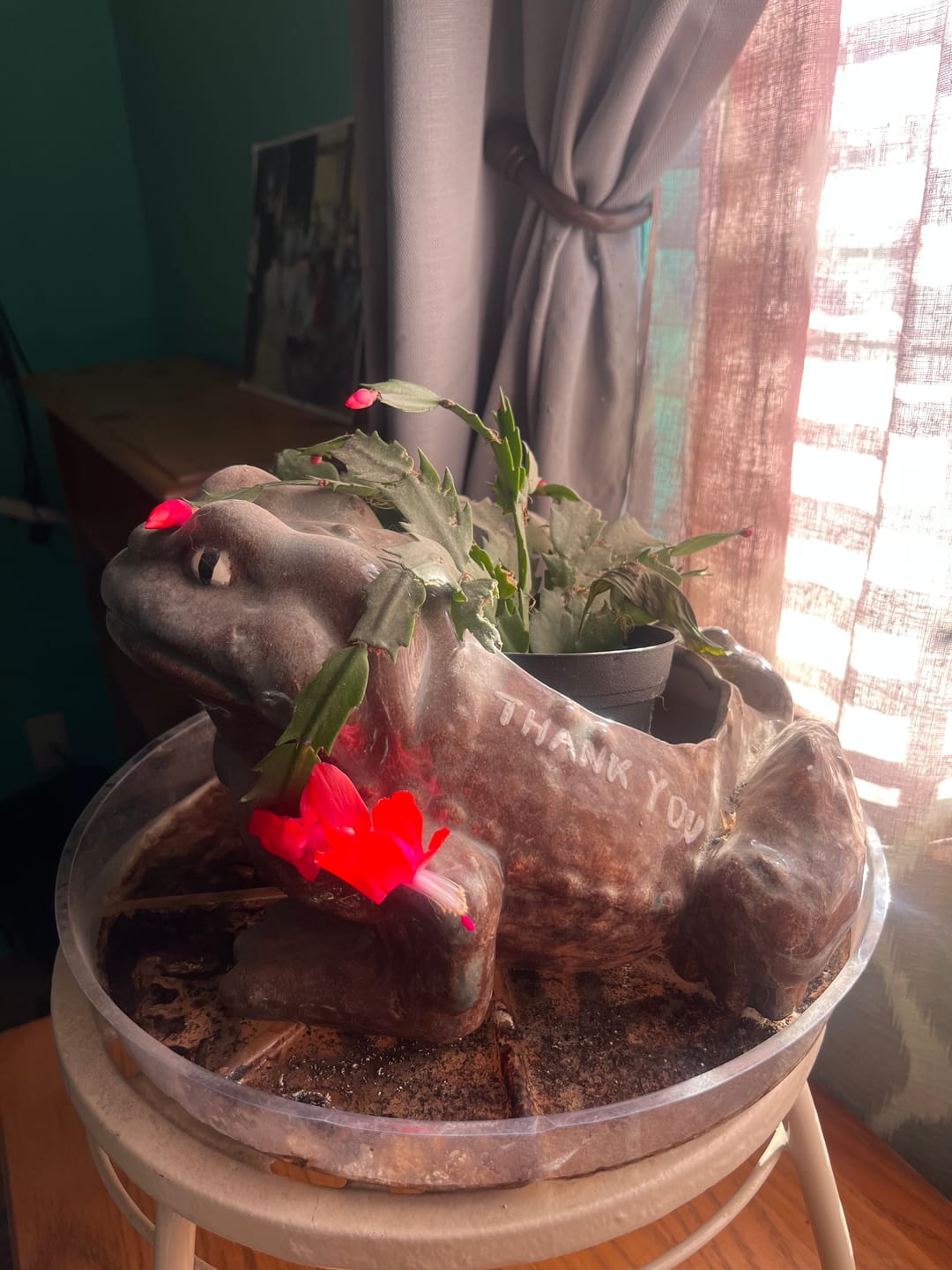 Customer photo review of BERBERINE 5X