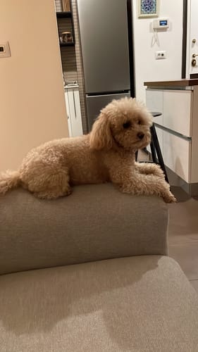 Customer photo review of Pettorina Step In + Guinzaglio 2 Colori Personalizzabile con nome