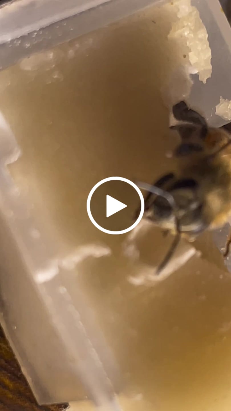 Customer video review of Natural Grade Bee Venom Therapy Kit