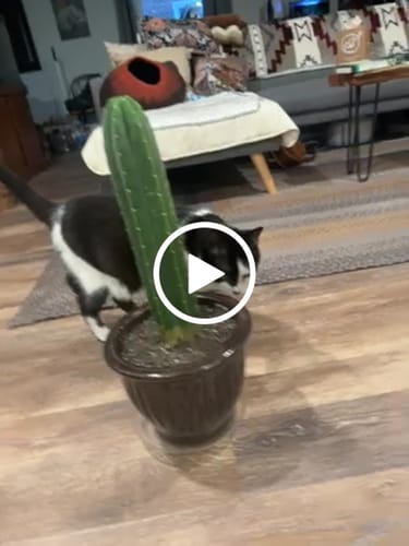 Customer video review of Trichocereus Pachanoi | Non-PC San Pedro Cactus