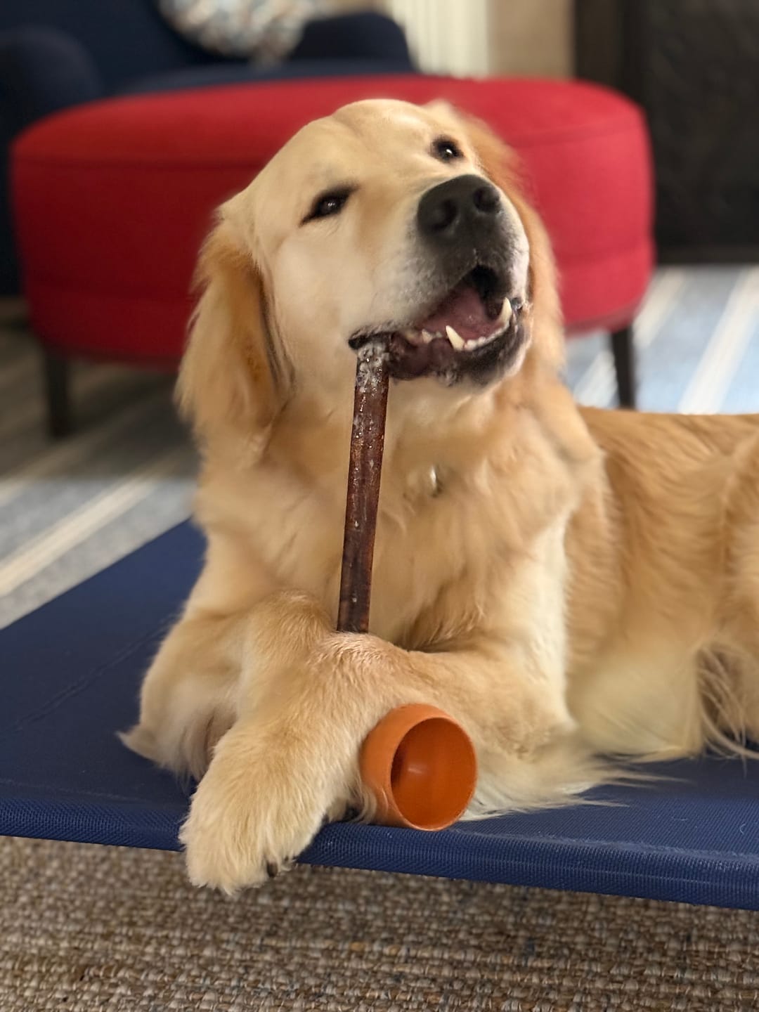 Customer photo review of Himalayan Yak Chew (LARGE)