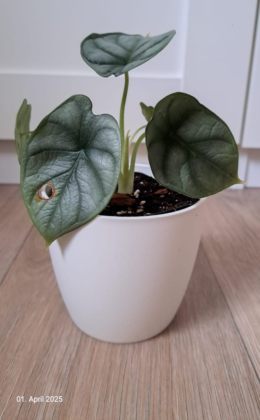 Customer photo review of ALOCASIA SILVER DRAGON