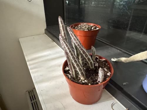 Customer photo review of Senecio Stapeliiformis | Pickle Plant