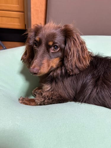 Customer photo review of Petcanva©オーダーメイド ペット似顔絵