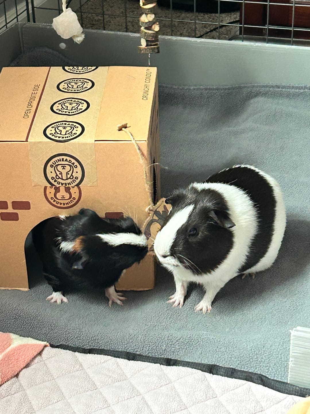 Customer photo review of Crunchy Condo (3 Pack)
