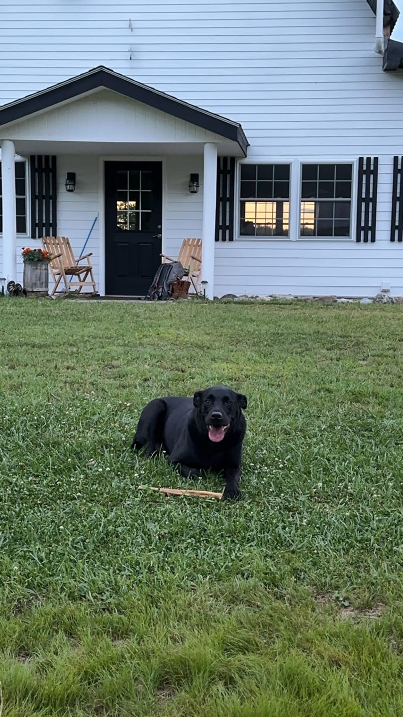 Customer photo review of Large Bully Sticks 5-6"