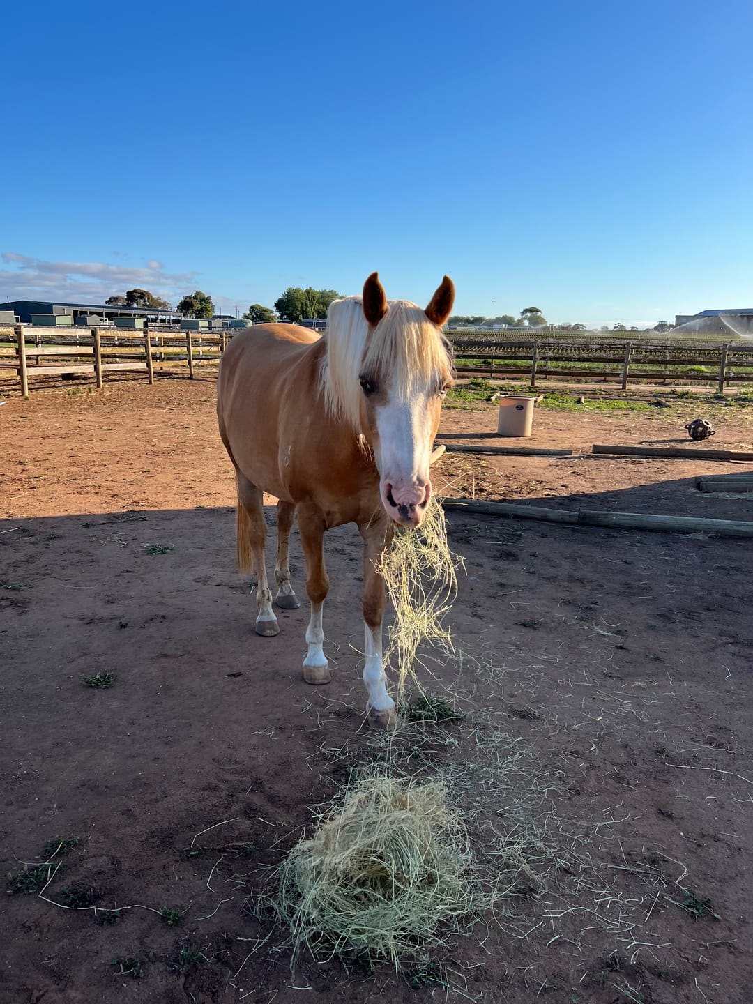 Customer photo review of Equine Joint Plus™️ 1.2kg