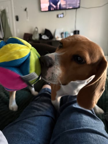 Customer photo review of Stuffies Treat Dispensing Plush Toys