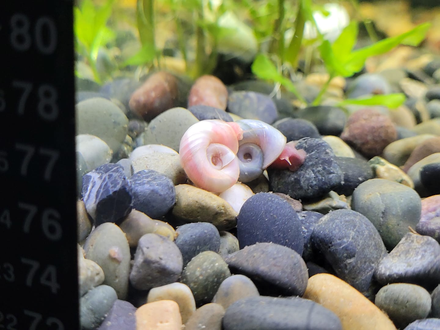 Customer photo review of RAMSHORN SNAILS (ASSORTED BLUE, PINK,GREY,GOLD)