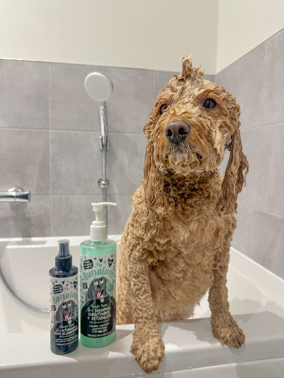 Customer photo review of 3 in 1 Tangle Tame Dog Shampoo, Conditioner & Detangler