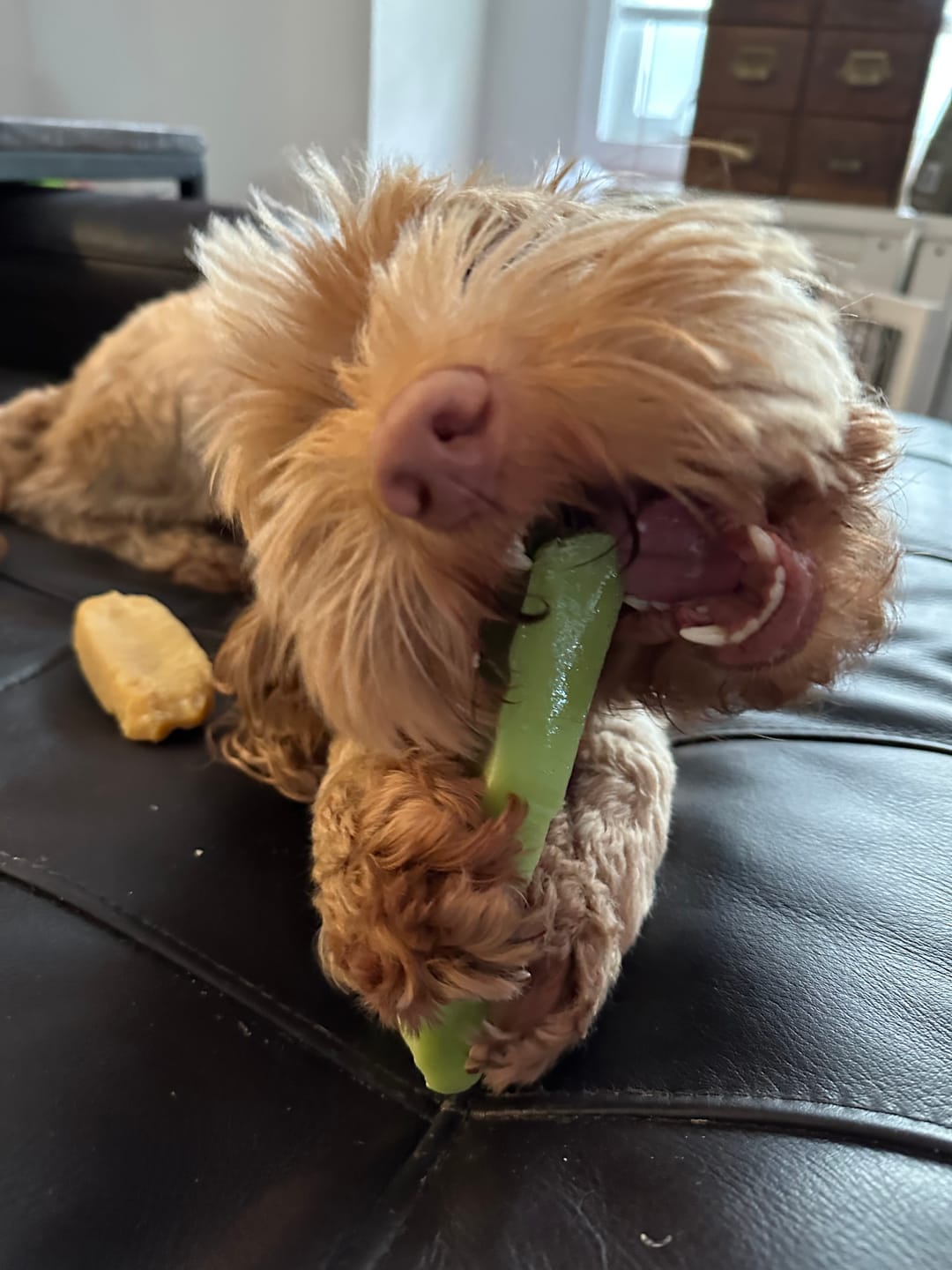 Customer photo review of Mint Himalayan Yak Chew (MEDIUM)