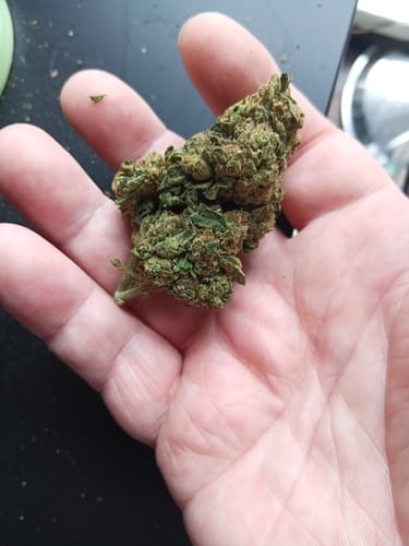 Customer photo review of Girl Scout Cookies THCA Flower