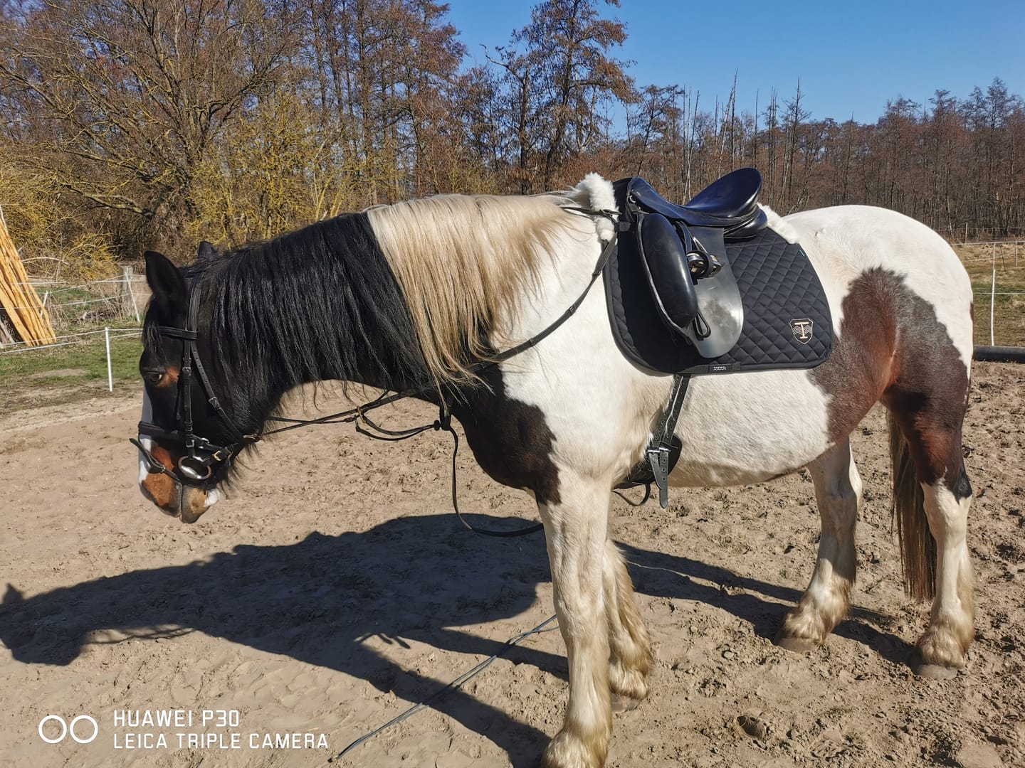 Customer photo review of TORPOL® Schabracke EVO Magnetfeld Nelson™ Spring/Dressur
