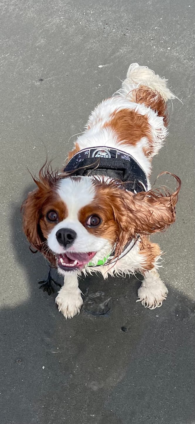 Customer photo review of FurLife™ - Flea & Tick Defense Chews for Dogs