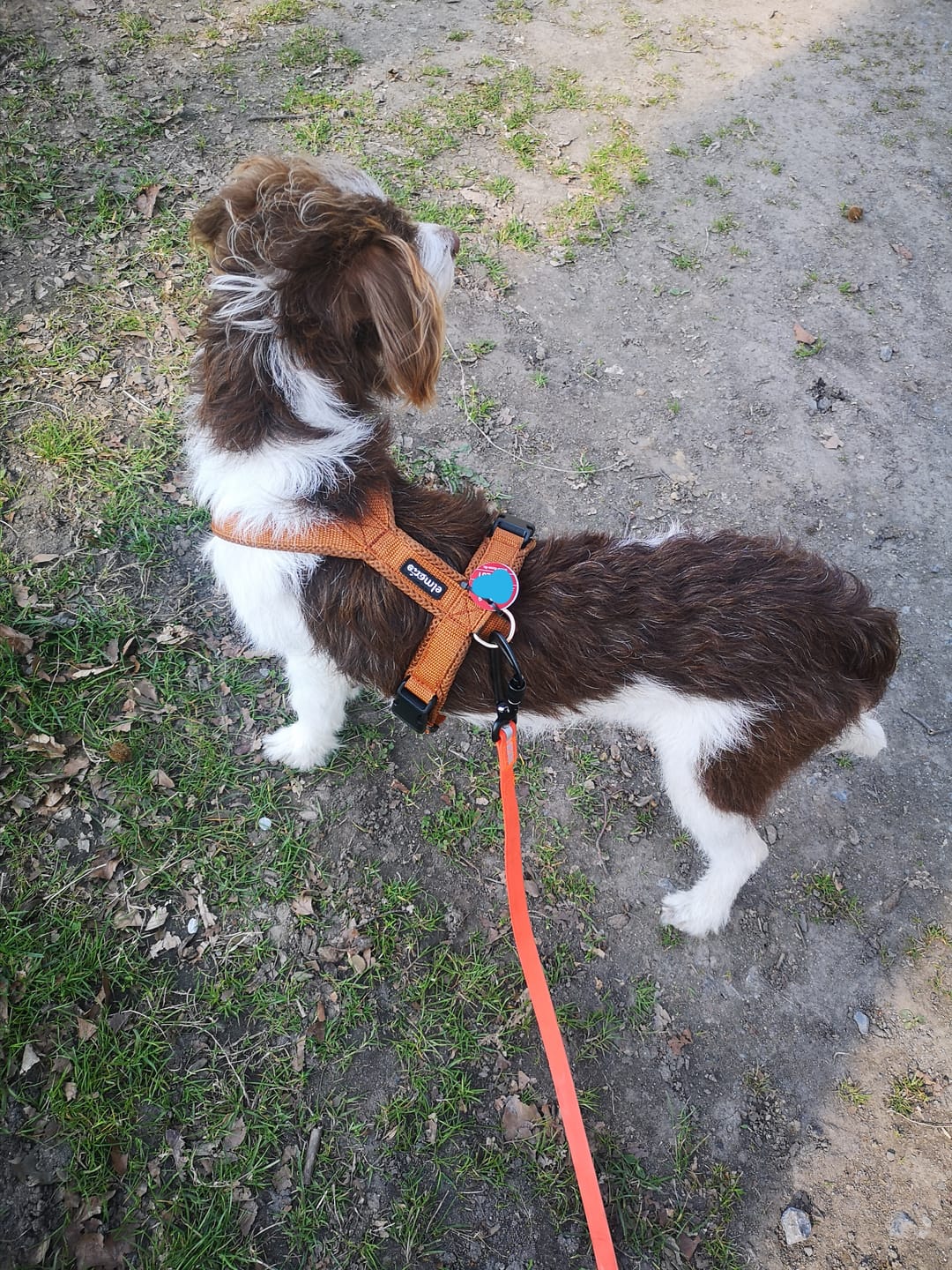 Customer photo review of Windhundgeschirr FUN Welpe/Windspiel "Caramel"