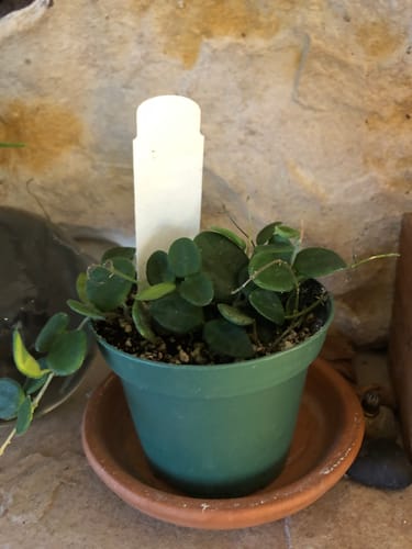 Customer photo review of Hoya serpens