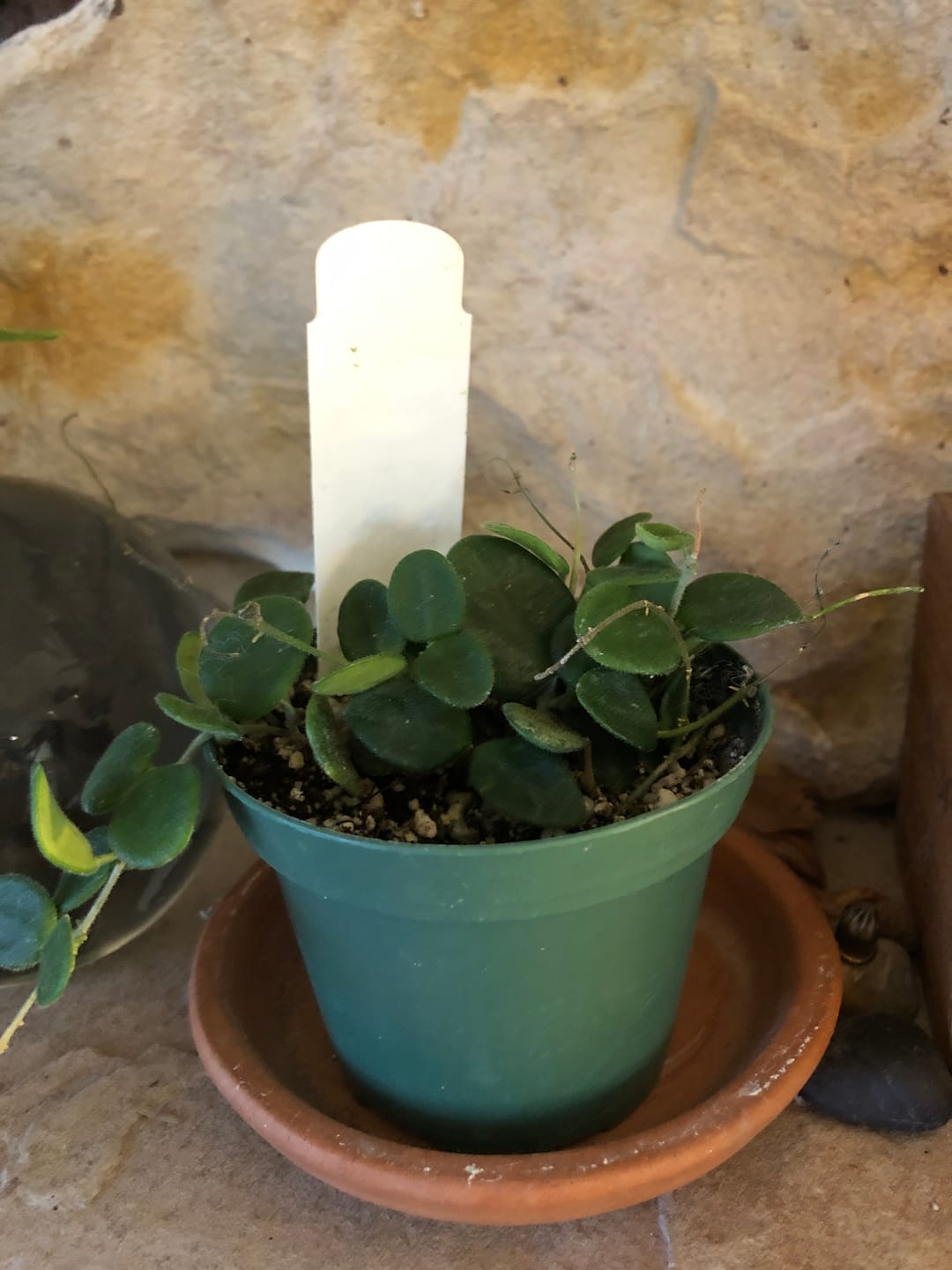 Customer photo review of Hoya serpens