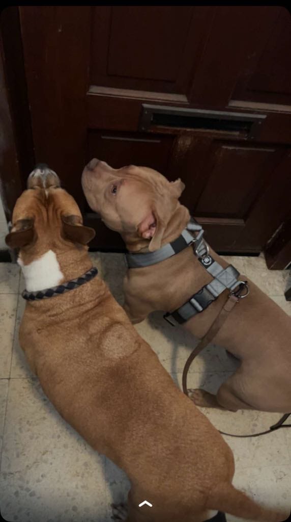 Customer photo review of Training Anti Pull TRI-Harness® | M-XL Breeds - Metal Grey