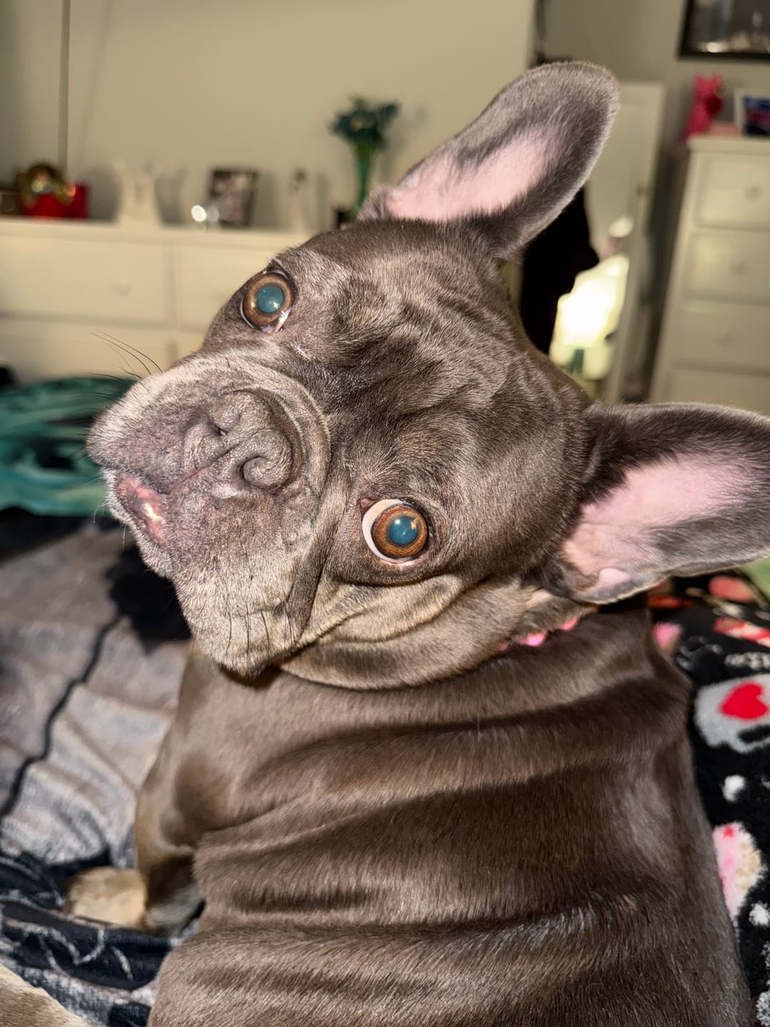 Customer photo review of BullyFIT All Natural Skin and Coat Serum 6oz | Organic Pet Lotion & Leave-In Conditioner | Best Dog Shampoo Alternative for Sensitive Skin | Pet Grooming Kit