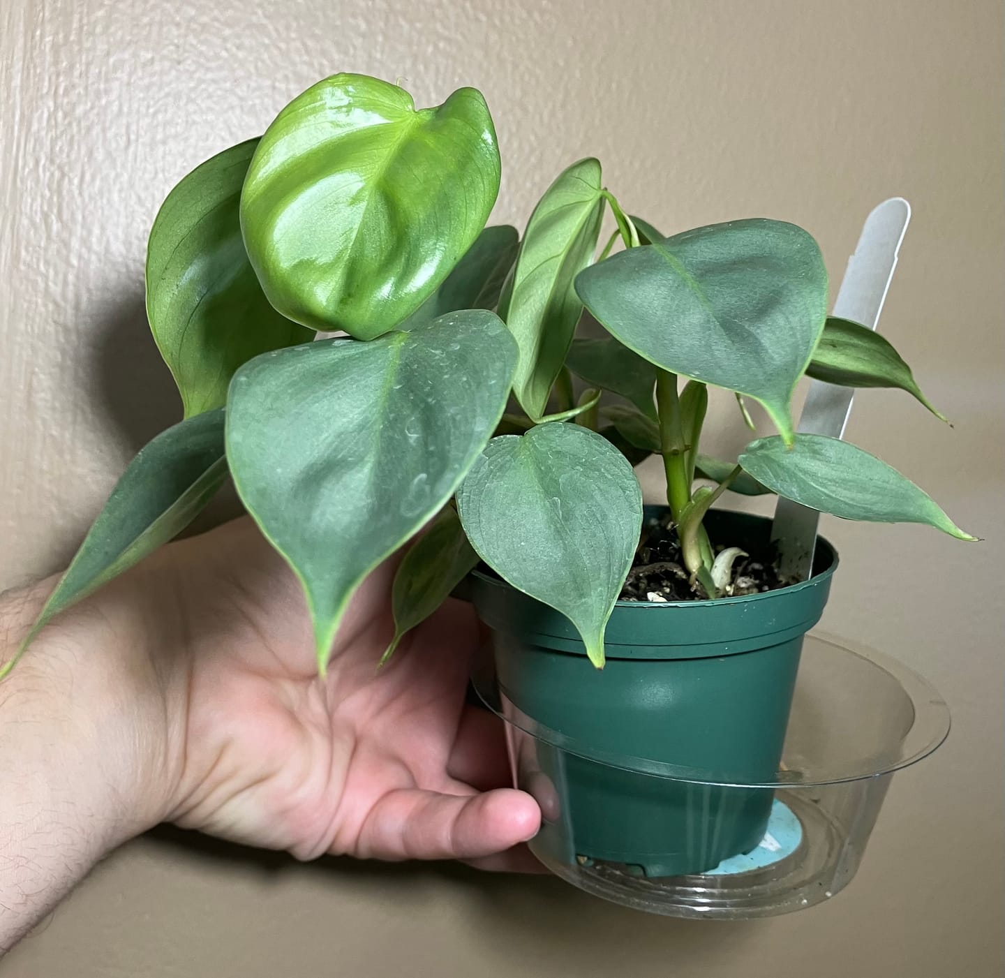 Customer photo review of Philodendron pteropus aff. 'Silver'