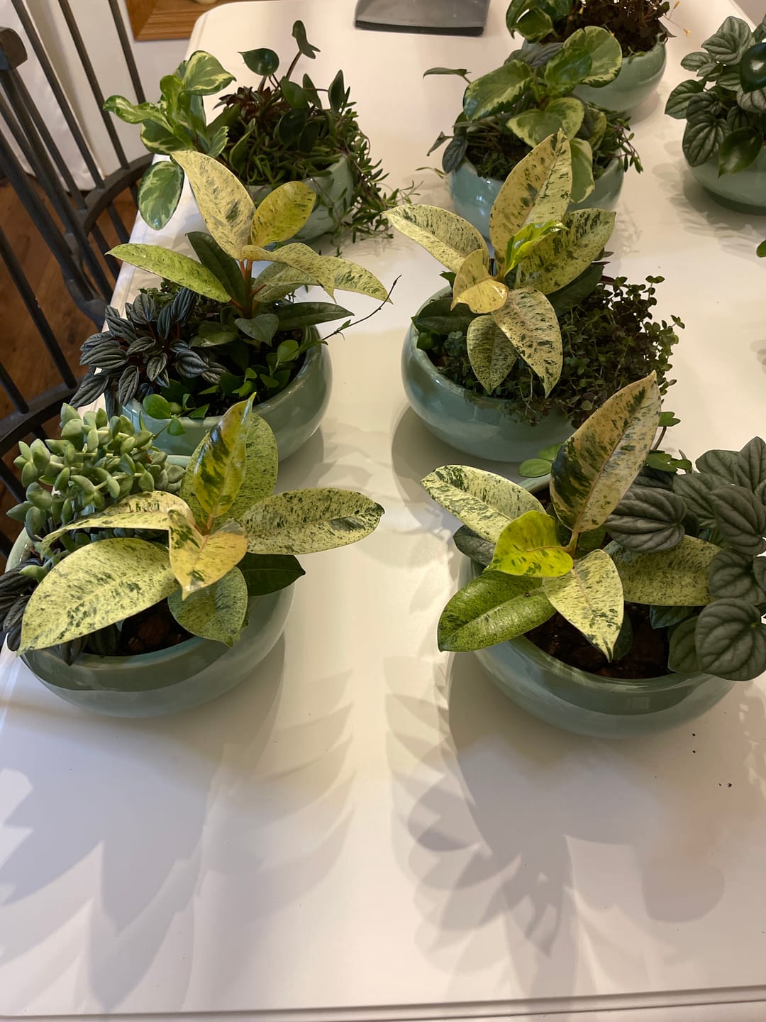Customer photo review of Ficus elastica 'Shivereana'