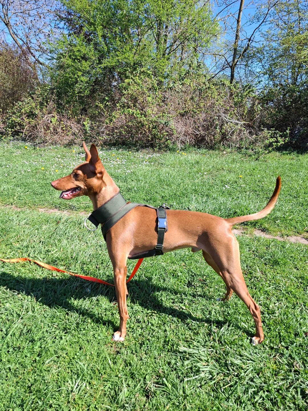 Customer photo review of Windhundgeschirr PRO "Mountain Green"