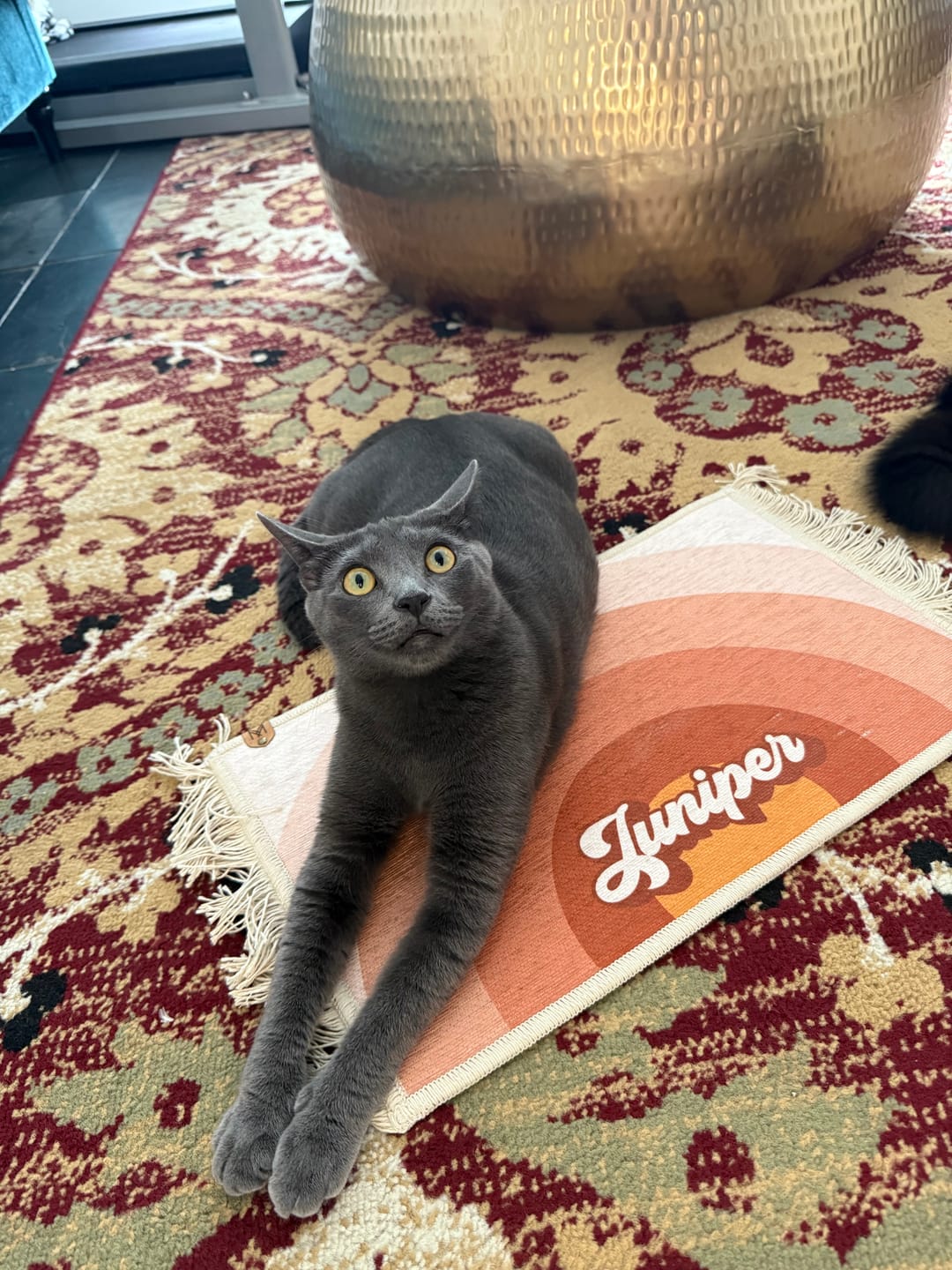 Customer photo review of Personalized Dog Bowl Mat with Fringe - Nonslip - Machine Washable - Maude // Personalization: Olive
Juniper 
Magellan