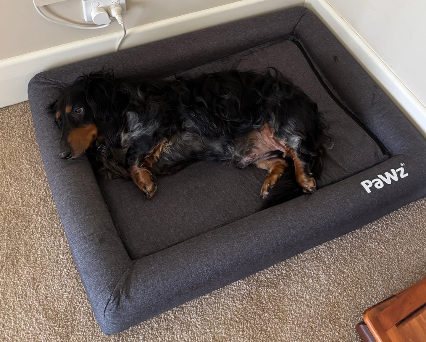 Customer photo review of PaWz Premium Memory Foam Calming Dog Bed